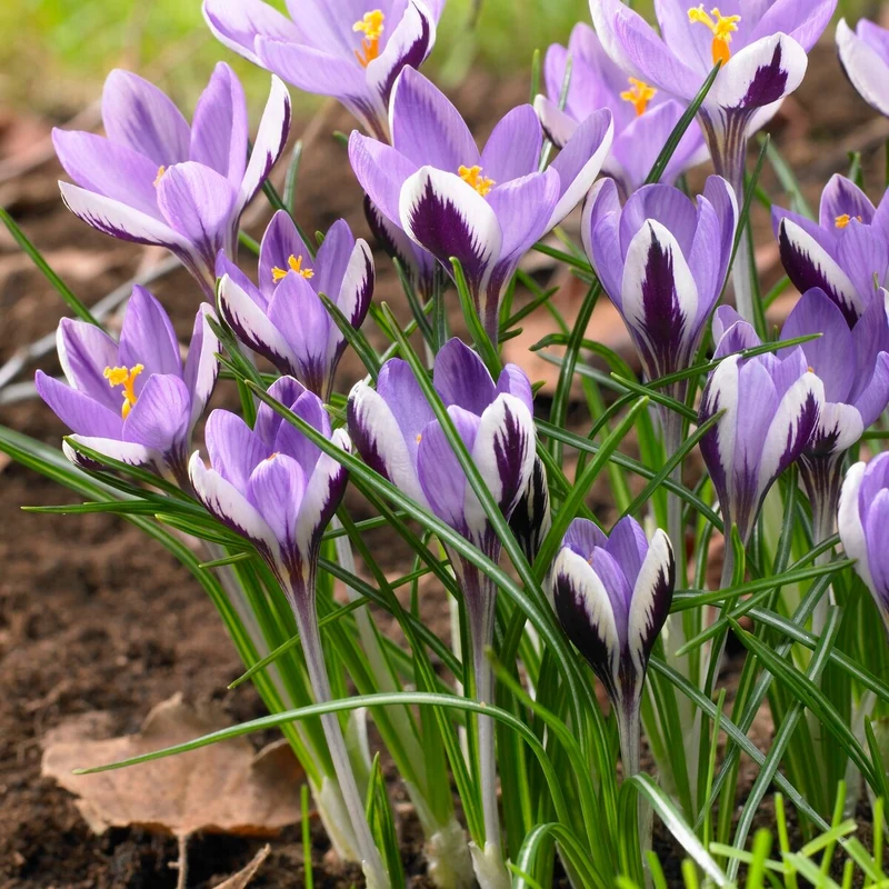 10 Crocus Spring Beauty