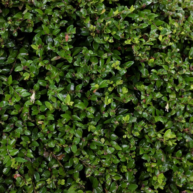 Chèvrefeuille à feuilles de buis