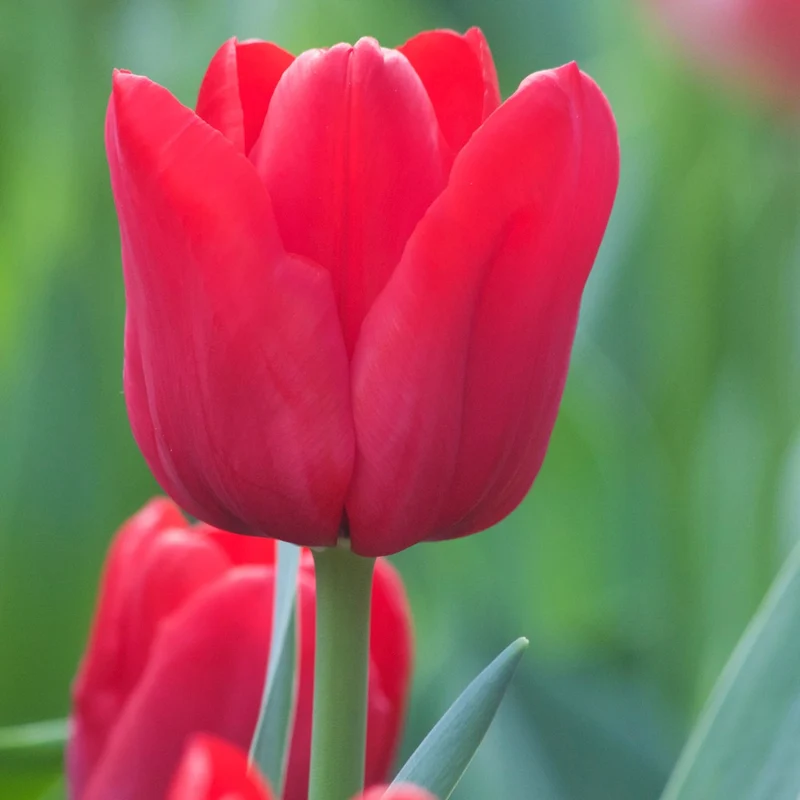 10 Tulipes Triomphe Ile de France