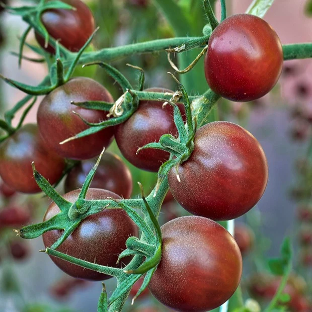 Collection de Tomates cerises