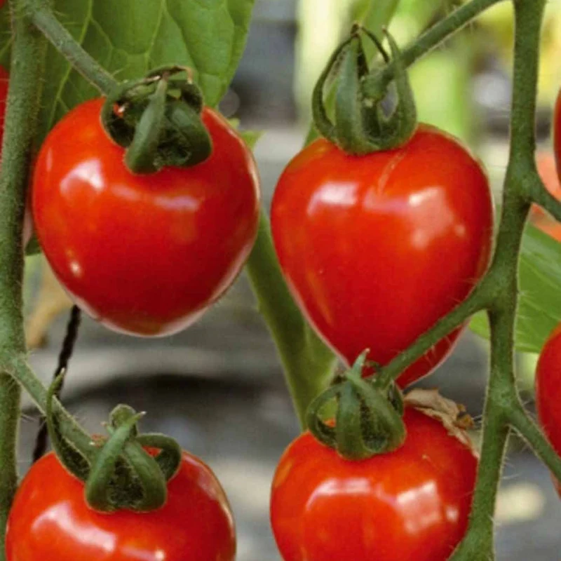 Collection de Tomates cerises