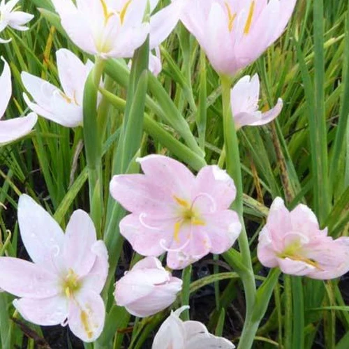 Lys des cafres blanc