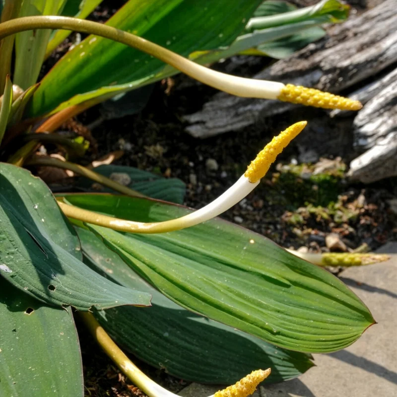 Plante bougie