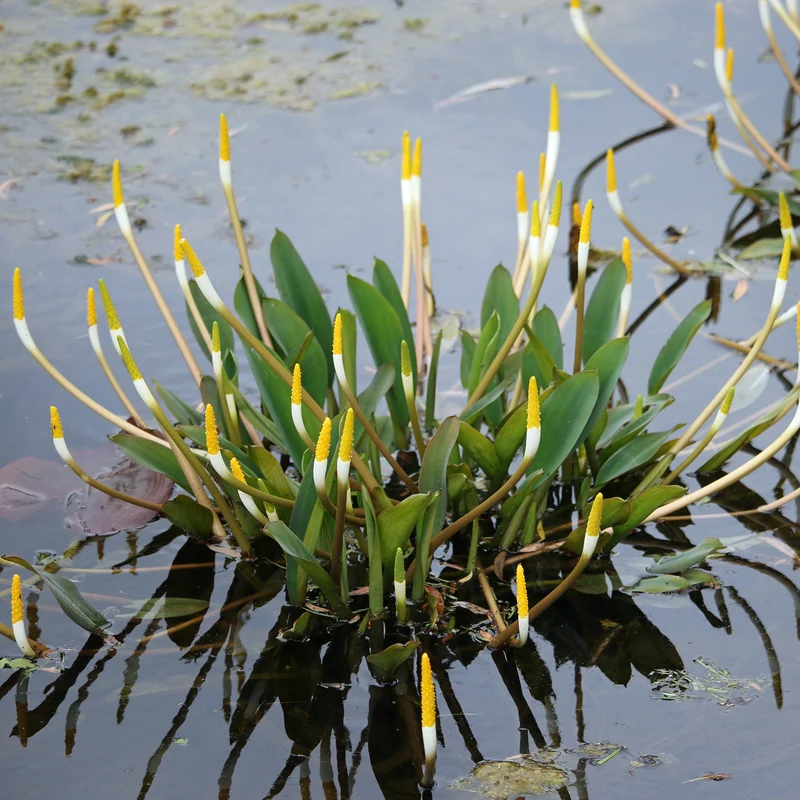 Plante bougie