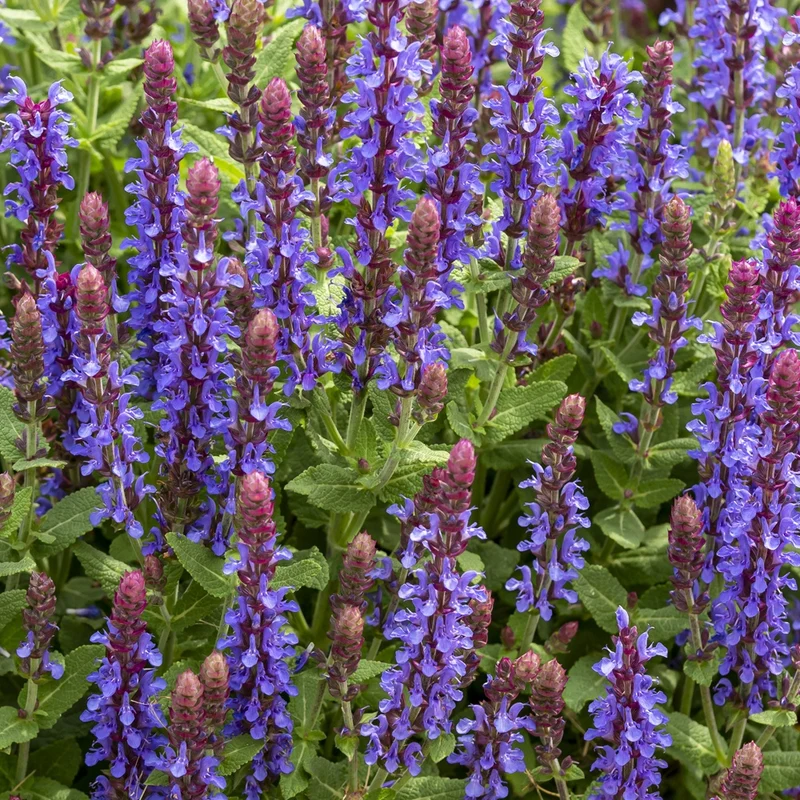 Sauge des bois Sensation Deep Blue