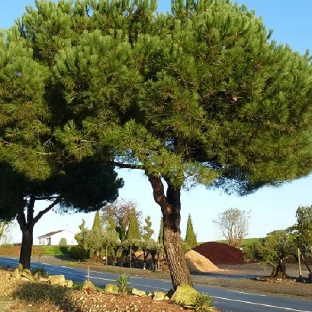 Pin parasol