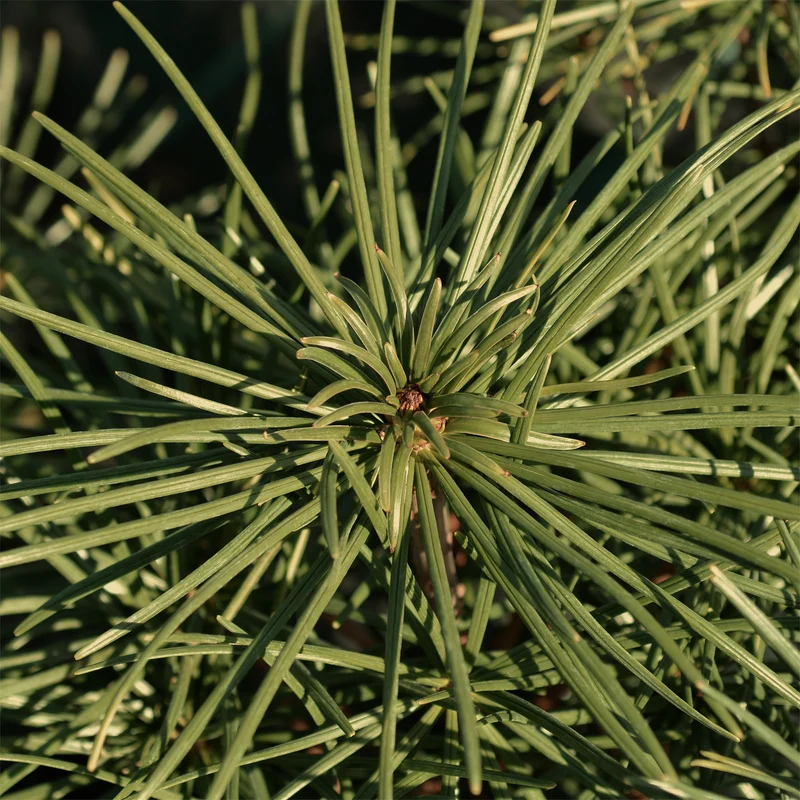 Pin parasol