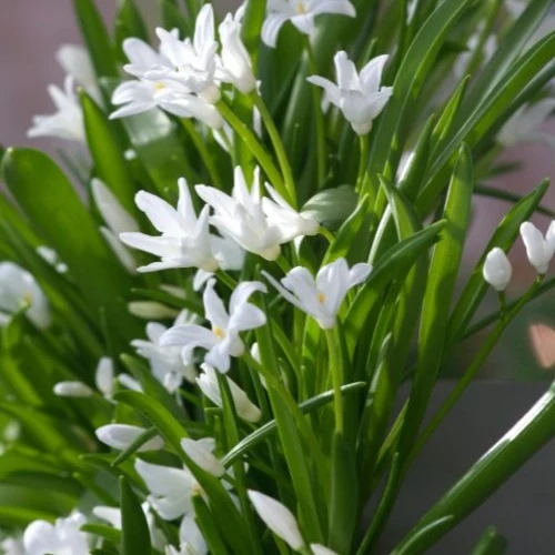 20 Gloires des neiges Luciliae Alba