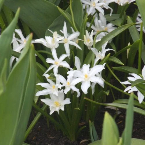 20 Gloires des neiges Luciliae Alba