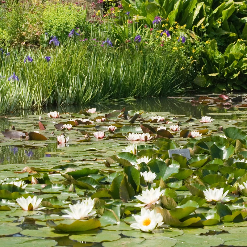 Nénuphar blanc