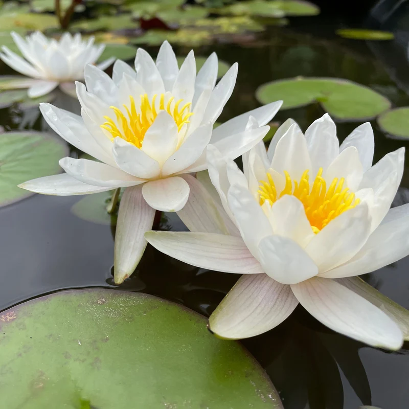 Nénuphar blanc