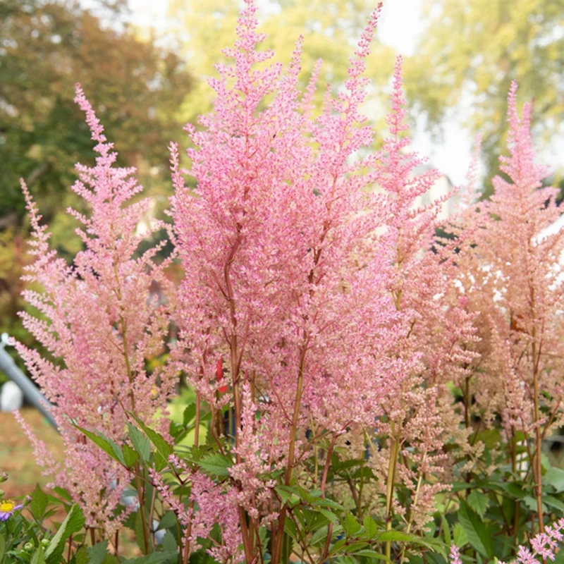 Astilbe d'Arends Erika