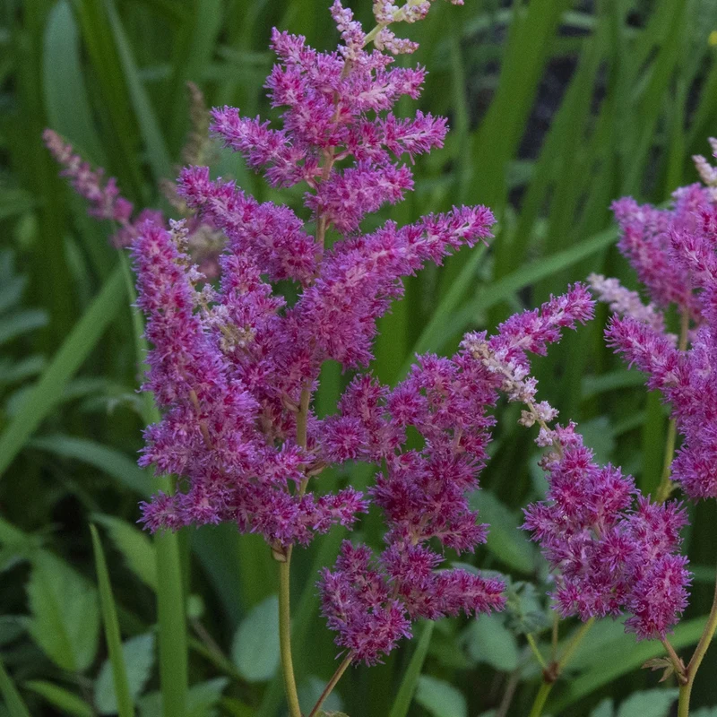 Astilbe du Japon