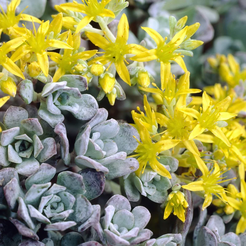 Sedum spatulé Purpureum