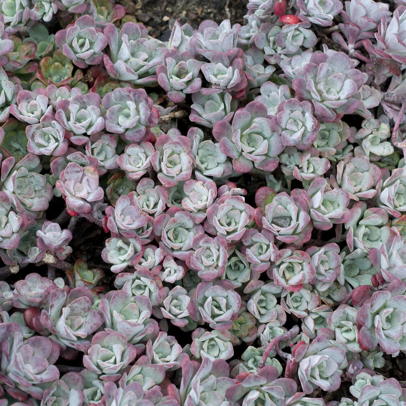 Sedum spatulé Purpureum