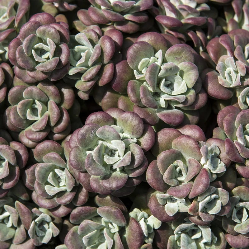 Sedum spatulé Purpureum