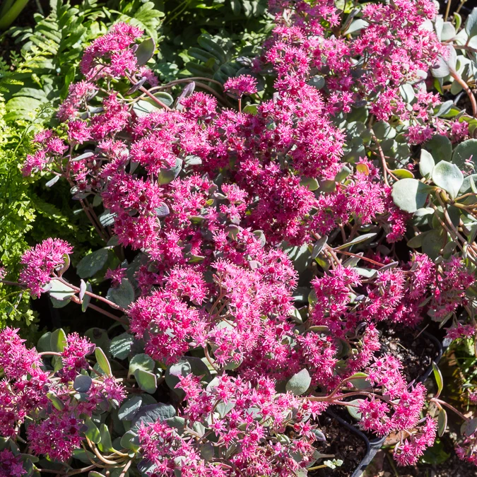Sedum de Siebold