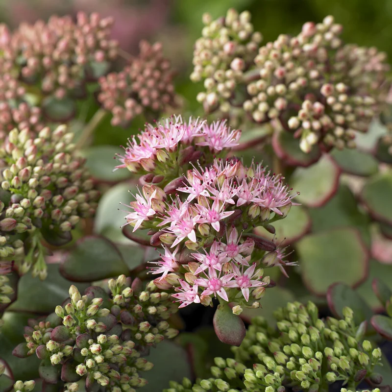 Sedum de Siebold