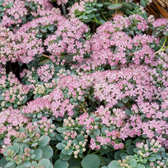 Sedum de Siebold