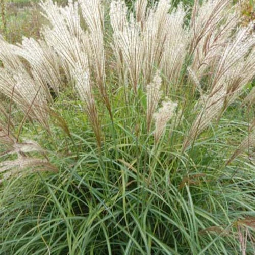 Eulalie China