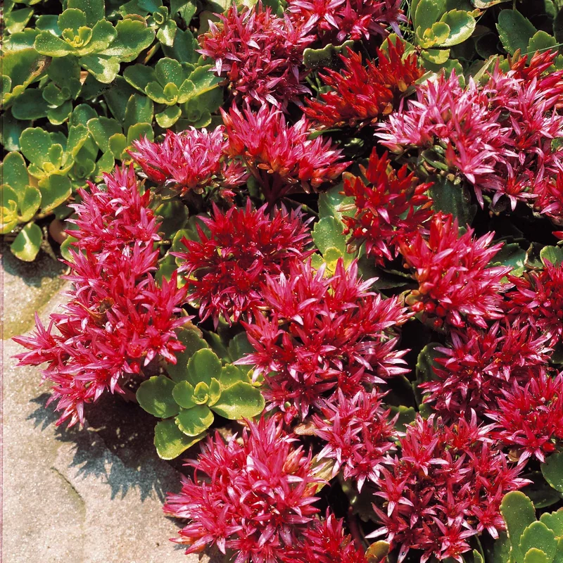 Sedum spurium Fuldaglut
