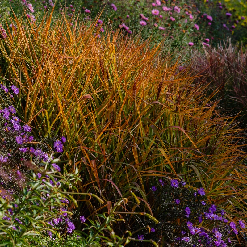 Eulalie Purpurascens