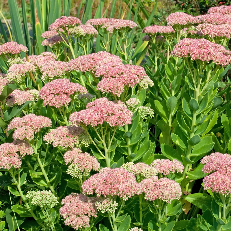 Sedum Carmen