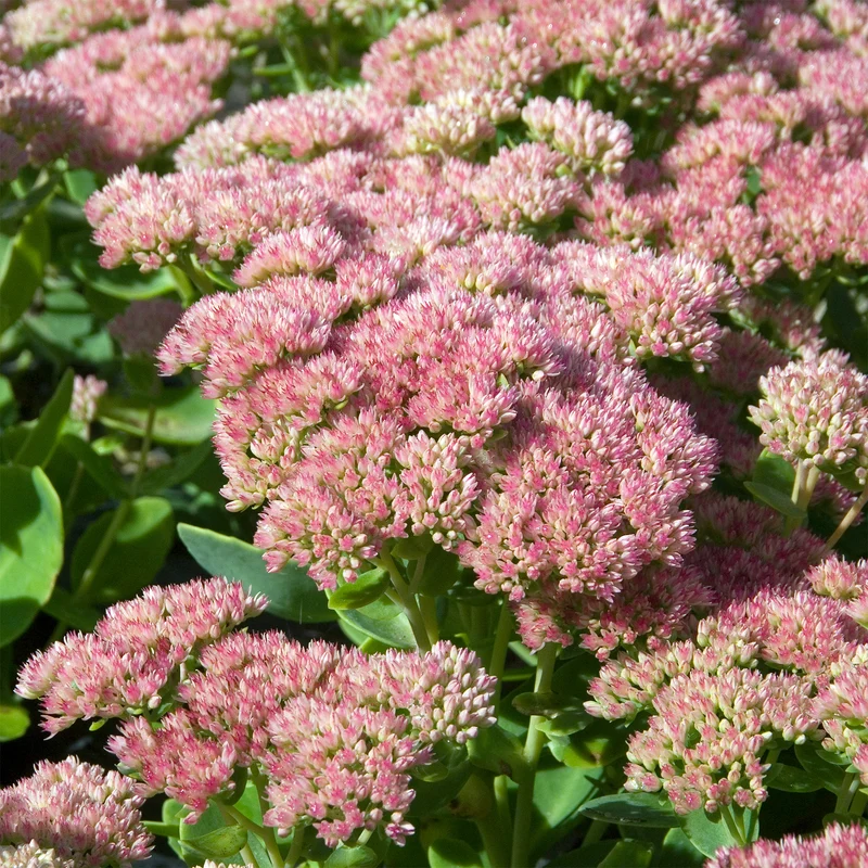 Sedum Carmen