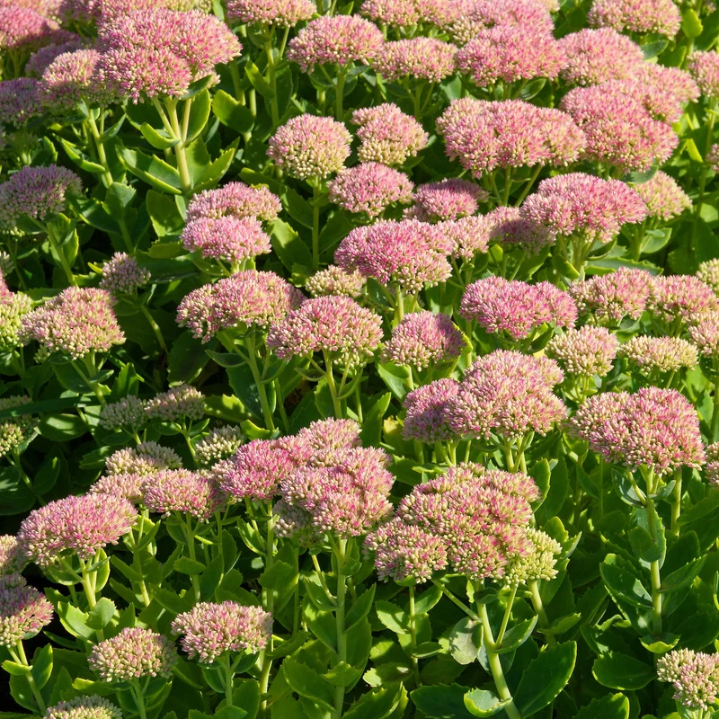 Sedum Carmen