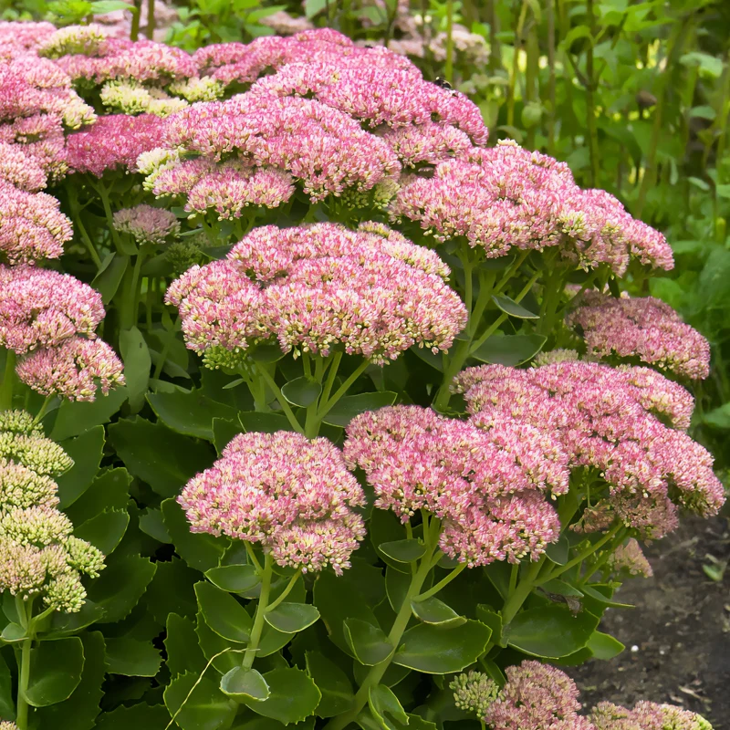 Sedum Herbstfreude - Autumn Joy