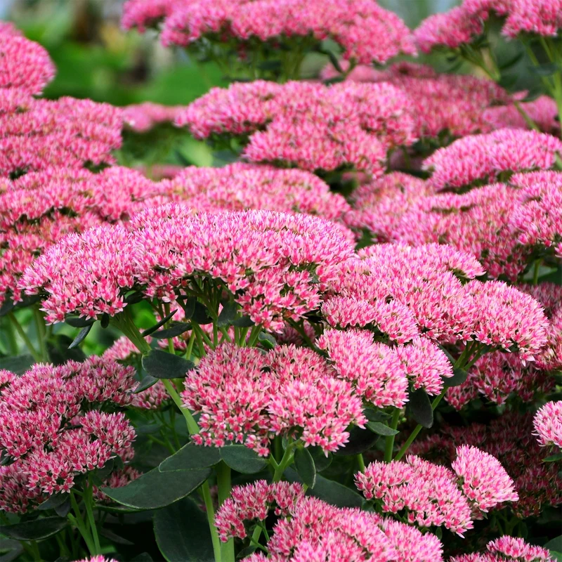 Sedum Herbstfreude - Autumn Joy