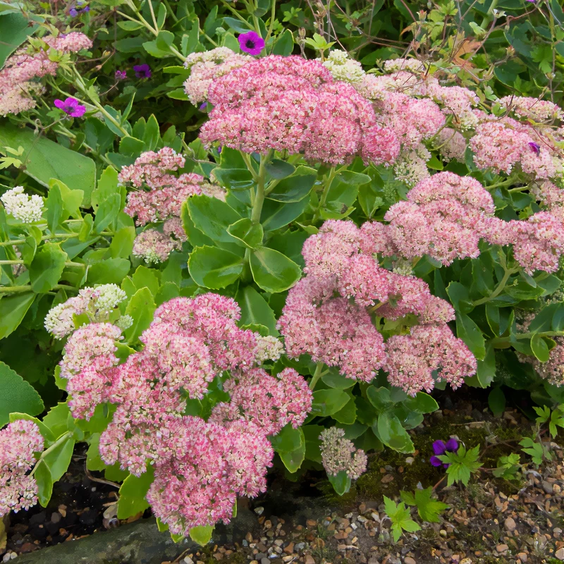 Sedum Herbstfreude - Autumn Joy