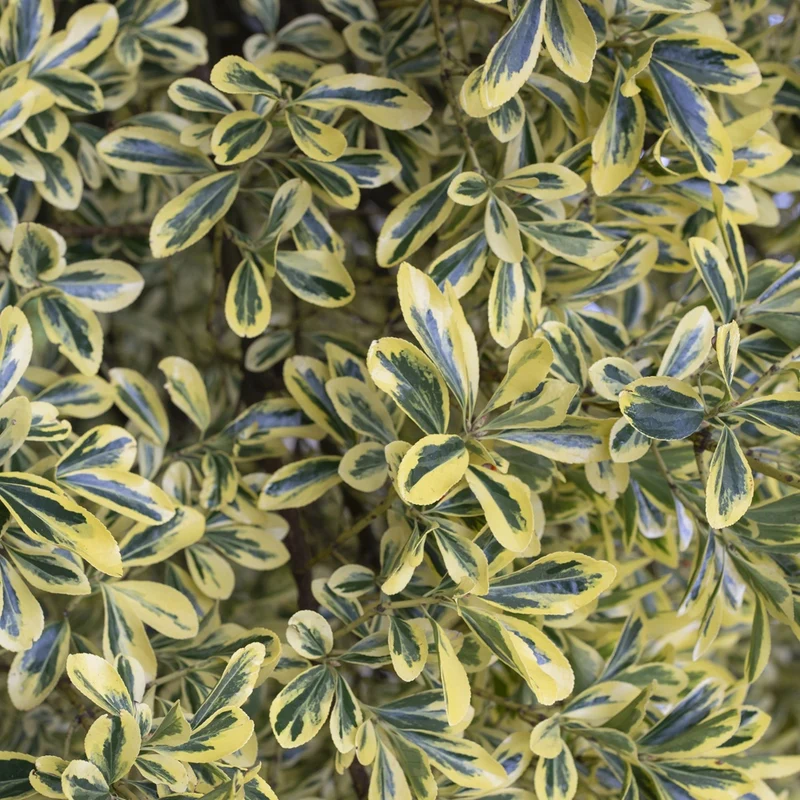 Fusain du Japon ' Aureomarginatus'