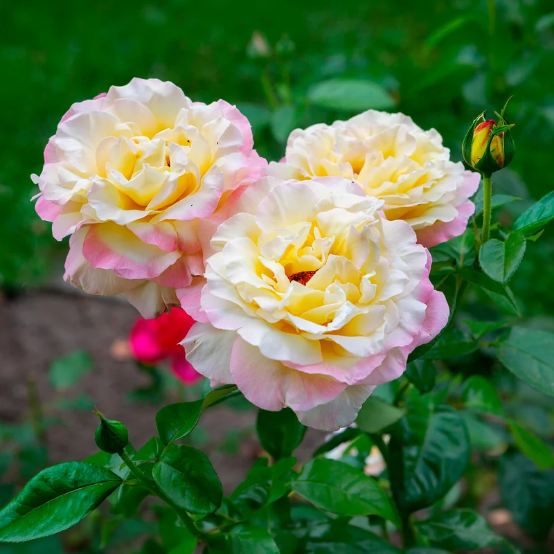 Rosier Mme A. Meilland