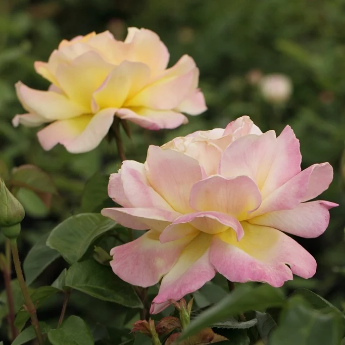 Rosier Mme A. Meilland