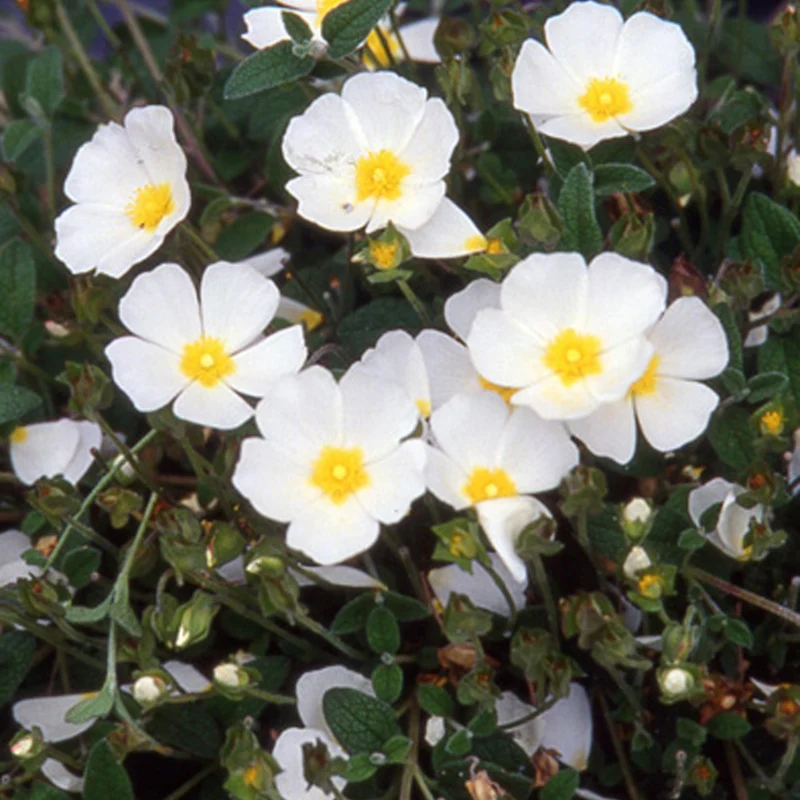 Ciste obtusifolius