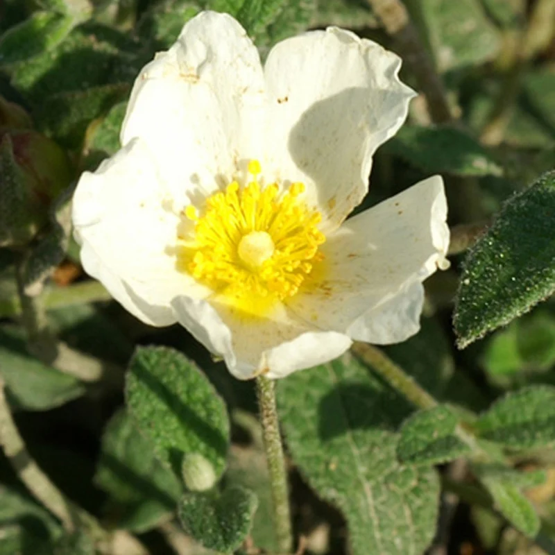 Ciste obtusifolius