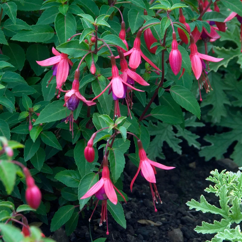 Fuchsia Tom Thumb