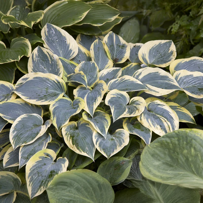 Hosta First Frost