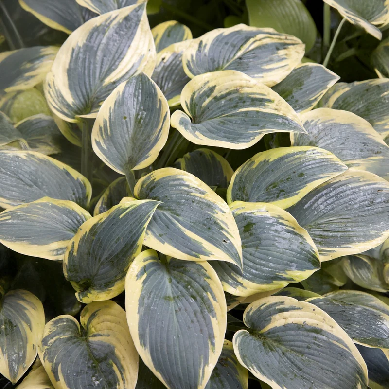 Hosta First Frost