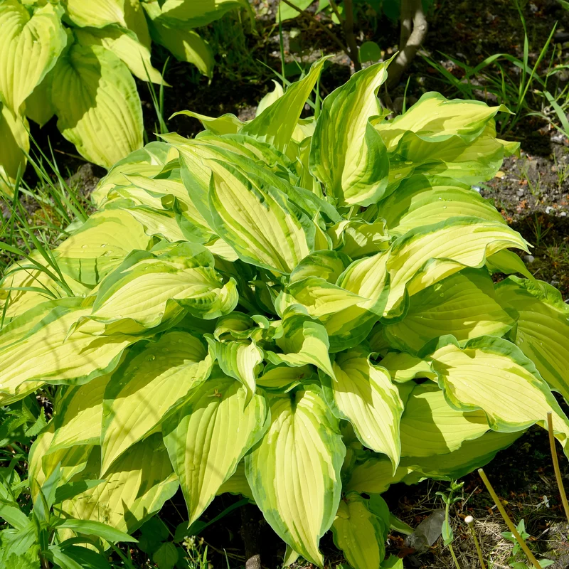 Hosta Albopicta