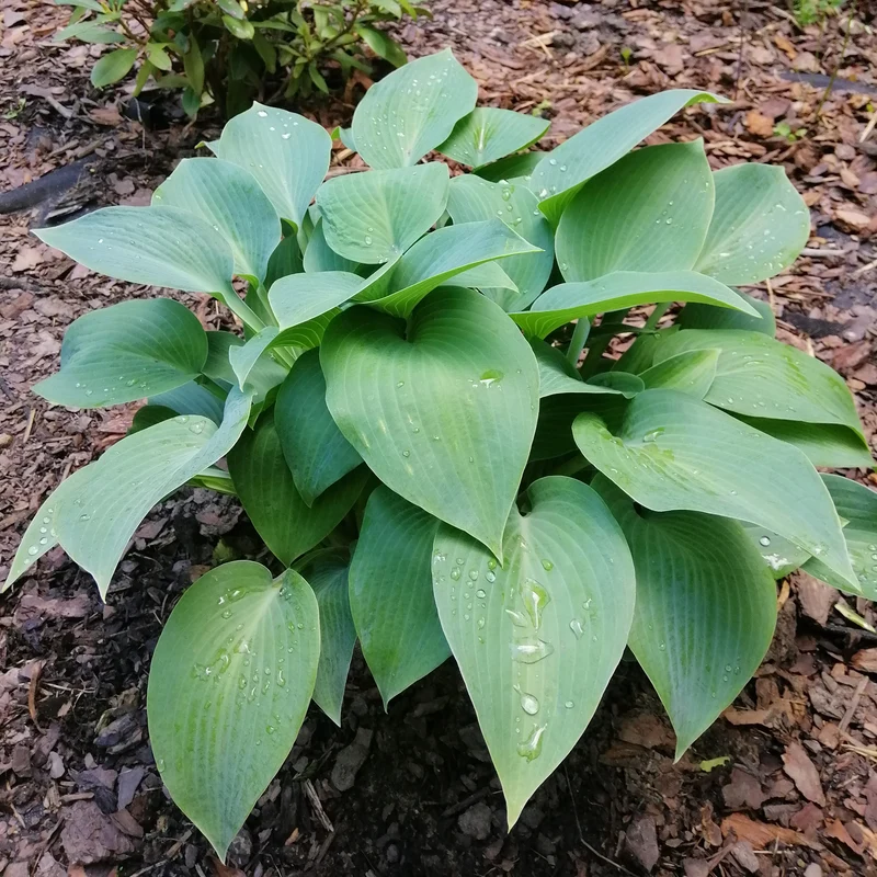Hosta Canadian Blue