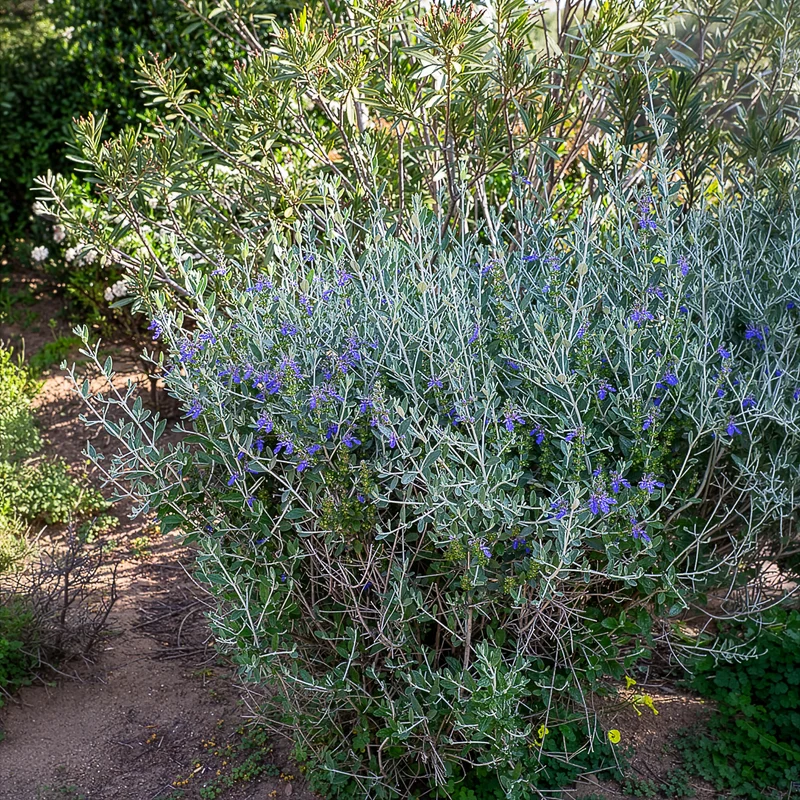 Germandrée arbustive Azureum