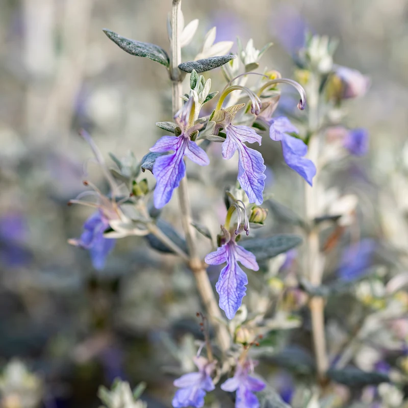 Germandrée arbustive Azureum