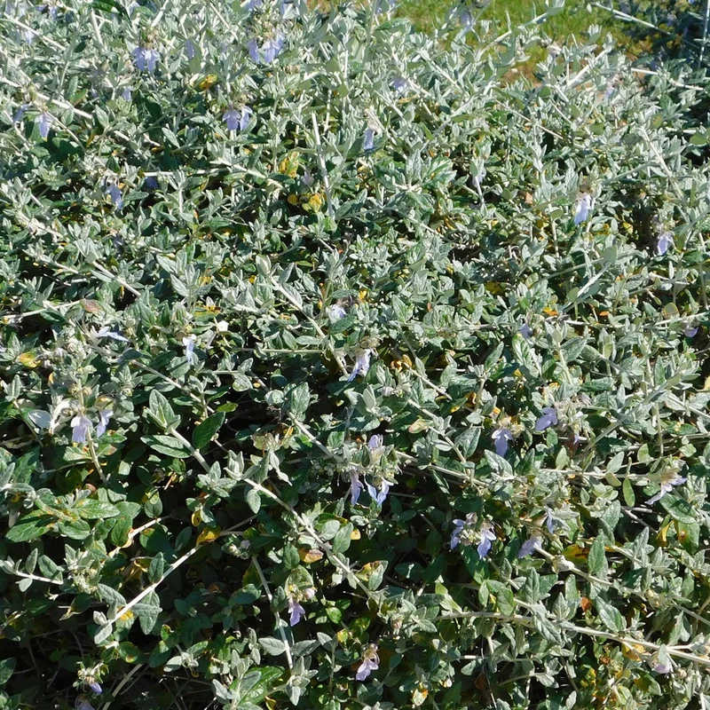 Germandrée arbustive Azureum