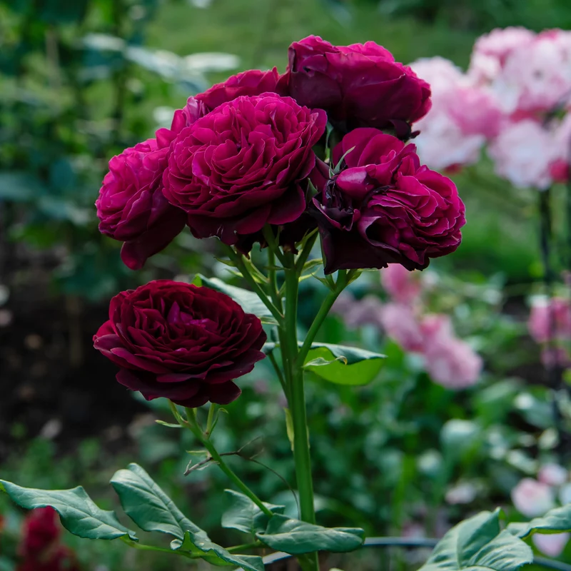 Rosier Astrid Gräfin von Hardenberg ®