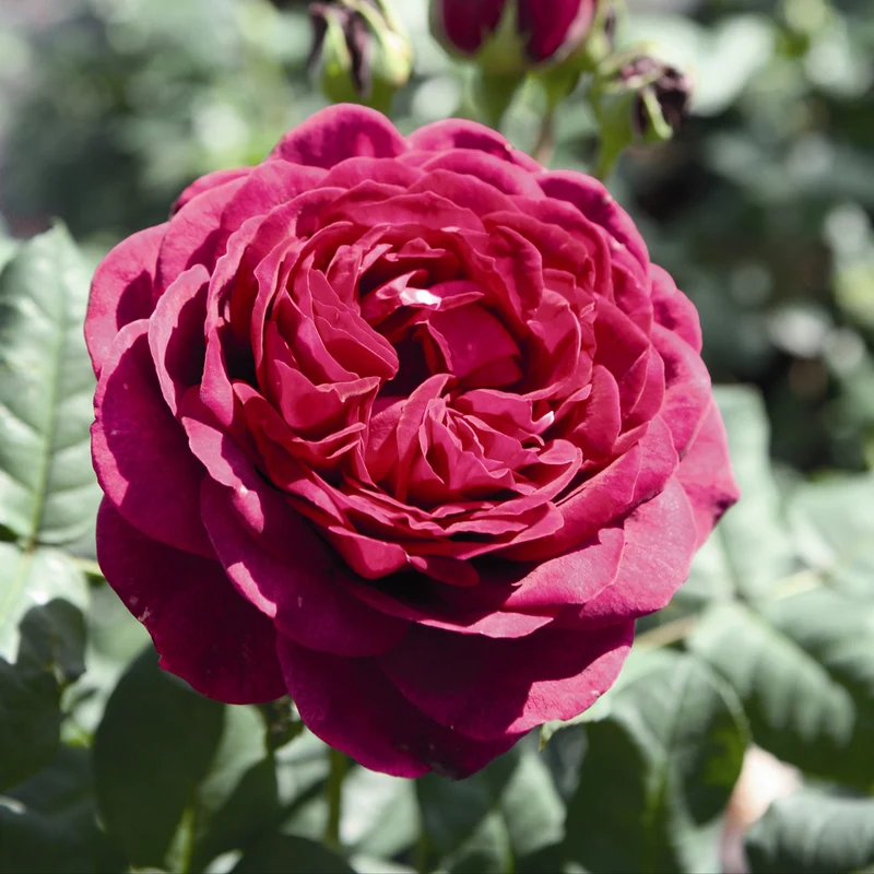 Rosier Astrid Gräfin von Hardenberg ®