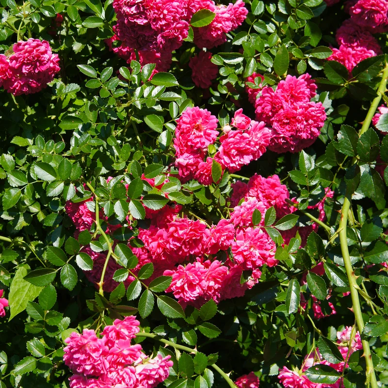Rosier Astrid Gräfin von Hardenberg ®