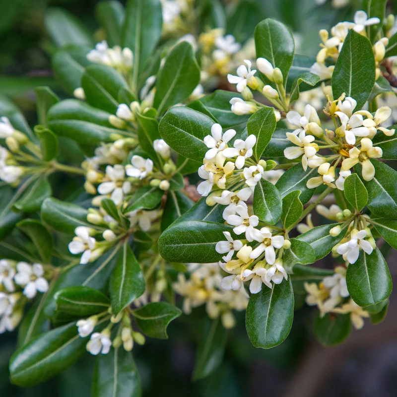 Pittosporum tobira