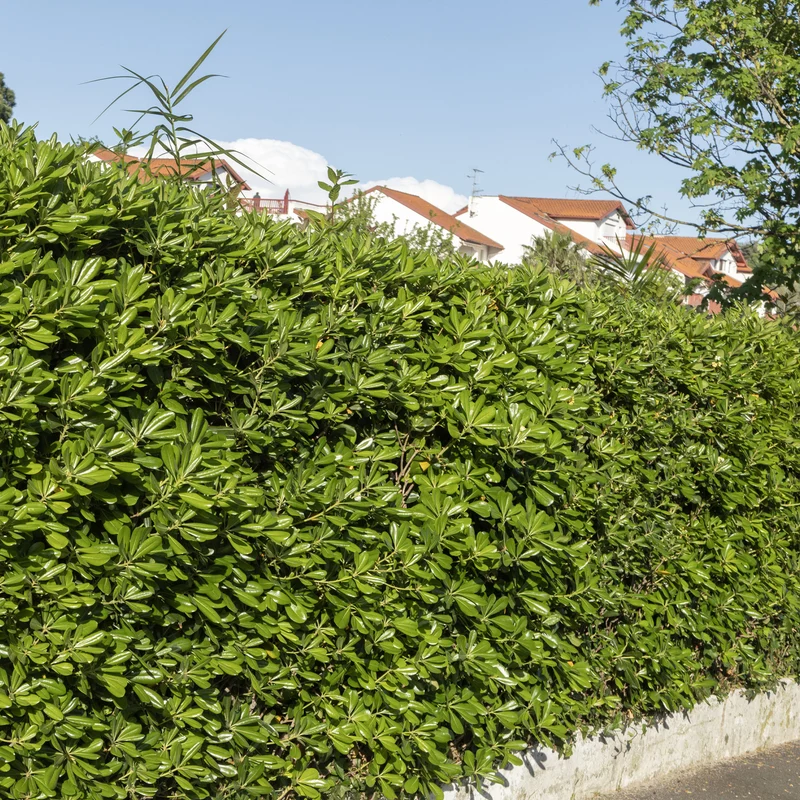 Pittosporum tobira